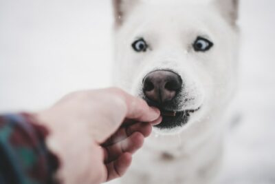 homemade dog treats