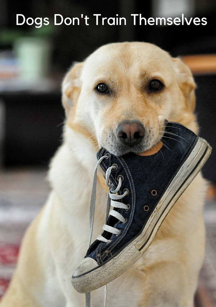 Dogs Don’t Train Themselves Pets Have Purpose